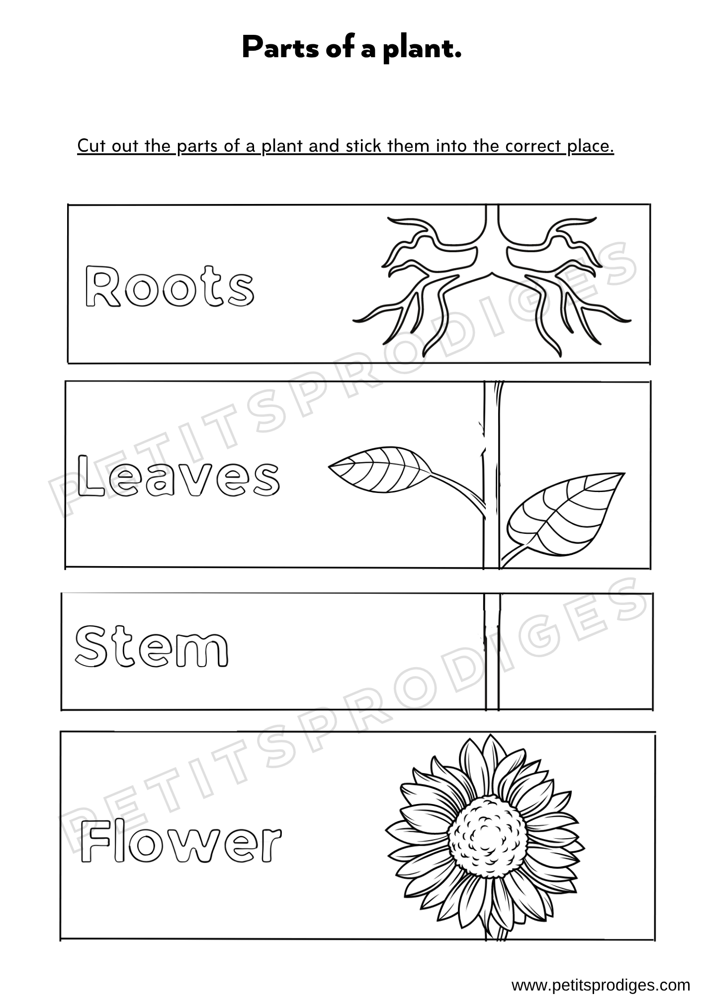 Les parties d'une plante (Anglais)
