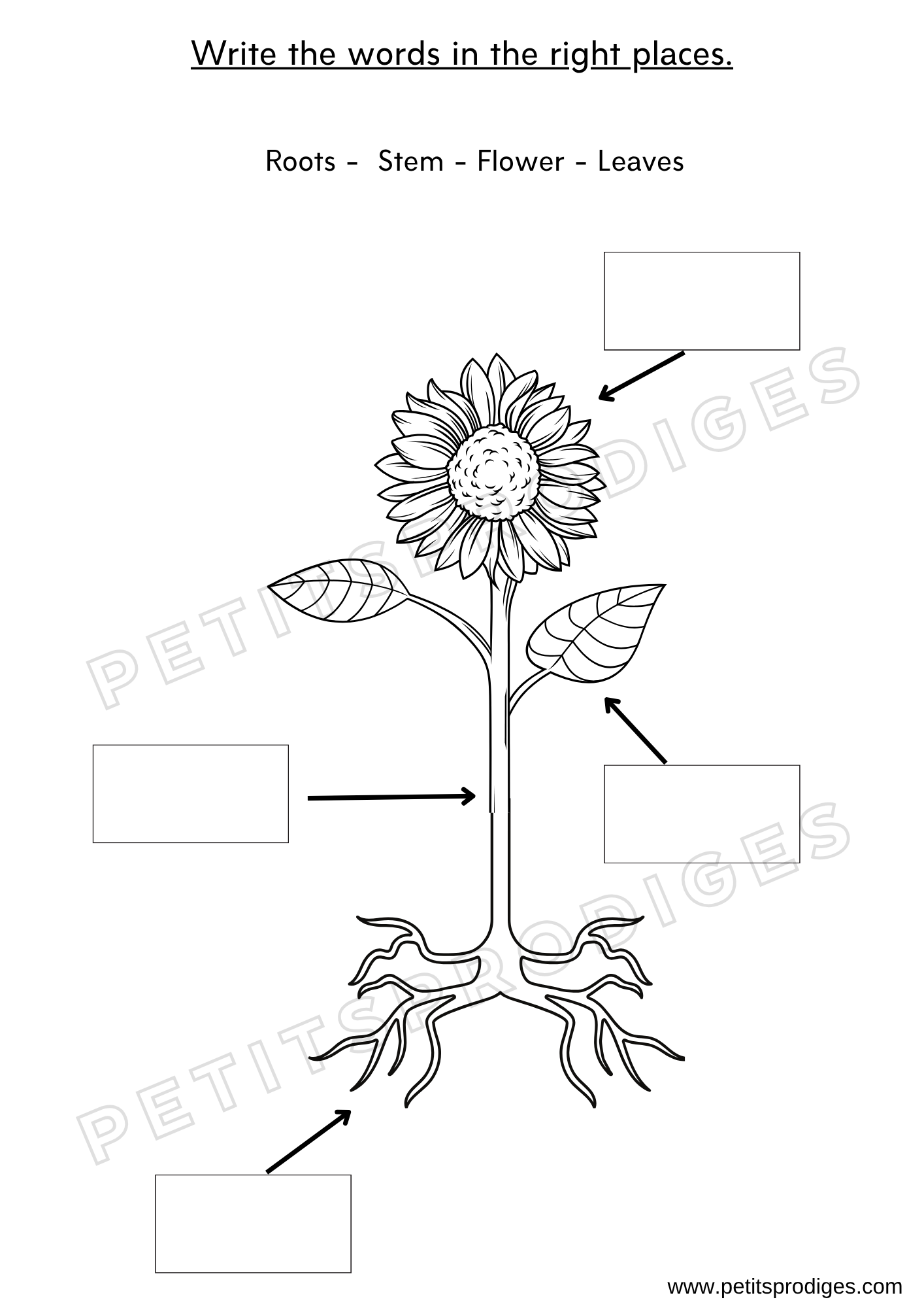 Les parties d'une plante (Anglais)