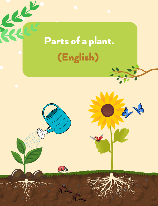Les parties d'une plante (Anglais)